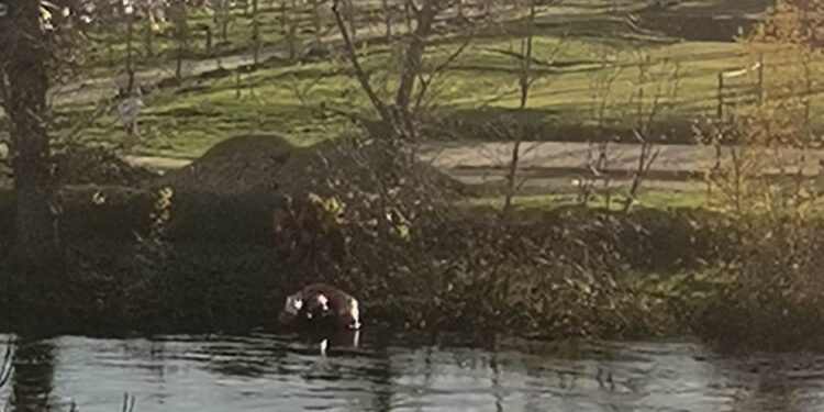 La Policía y los bomberos buscan en el río Tormes a una persona desaparecida