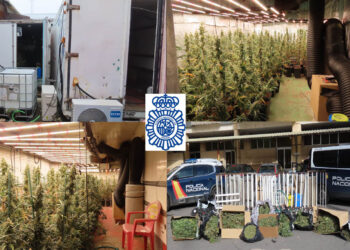 Desmantelada una plantación de marihuana con 362 plantas en la calle Calzada de Medina
