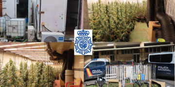 Desmantelada una plantación de marihuana con 362 plantas en la calle Calzada de Medina