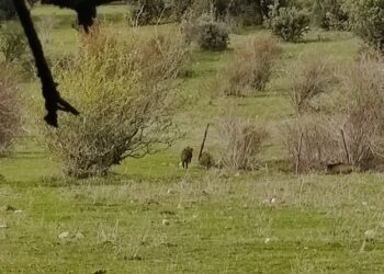 Una mujer de 40 años resulta herida en Béjar por el ataque de un jabalí