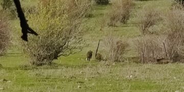 Una mujer de 40 años resulta herida en Béjar por el ataque de un jabalí