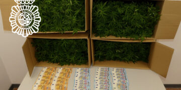 Detenido en un control rutinario un hombre de 33 años con 1.180 plantas de marihuana en el coche