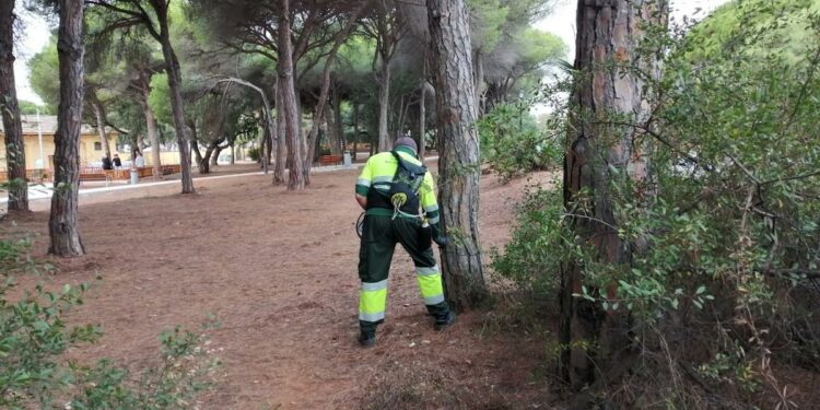 Comienzan los trabajos de prevención para controlar  la oruga procesionaria en los principales parques de la ciudad