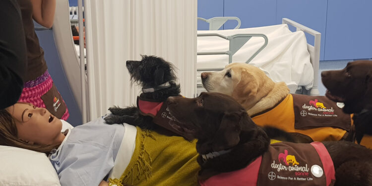 El curso mostrará cómo los perros ayudan a pacientes con demencias, parkinson o salud mental