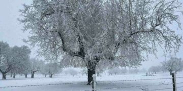 La provincia se tiñe de blanco y ofrece curiosas imágenes invernales