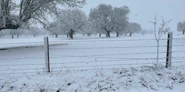 La provincia se tiñe de blanco y ofrece curiosas imágenes invernales