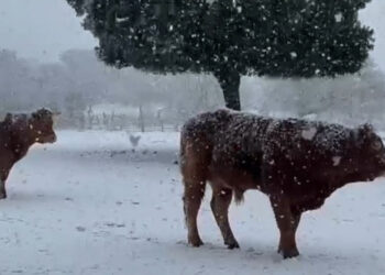 La provincia se tiñe de blanco y ofrece curiosas imágenes invernales