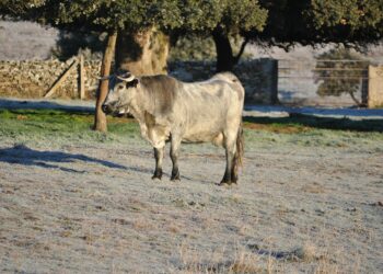 Salamanca mostrará sus tesoros naturales en la Feria FIO que se celebrará en el Parque Nacional de Monfragüe