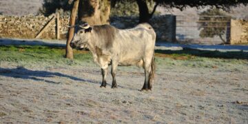 Salamanca mostrará sus tesoros naturales en la Feria FIO que se celebrará en el Parque Nacional de Monfragüe
