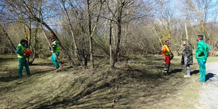 El Consistorio acomete la limpieza de la ribera del Tormes a su paso por la Isla del Soto para evitar incendios tras las últimas crecidas