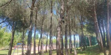 Tratamiento preventivo para controlar las plagas de oruga procesionaria