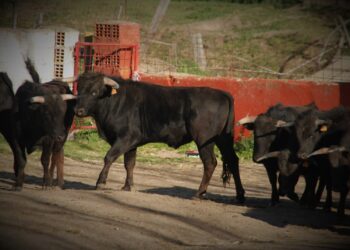 ‘Abubilla’, elegido como 2º Toro del Cajón de las Fiestas de San Marcos de Doñinos