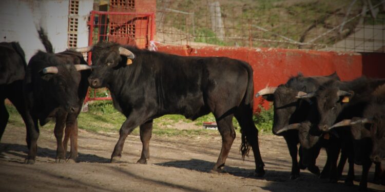 ‘Abubilla’, elegido como 2º Toro del Cajón de las Fiestas de San Marcos de Doñinos