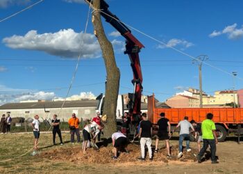 El ‘mayo’, un gran chopo de más de 10 metros y 2.000 kilos de peso, se resiste a los Quintos de Villares