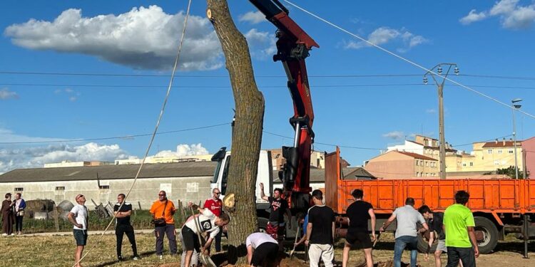El ‘mayo’, un gran chopo de más de 10 metros y 2.000 kilos de peso, se resiste a los Quintos de Villares