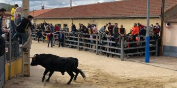 ‘Abubilla’, elegido como 2º Toro del Cajón de las Fiestas de San Marcos de Doñinos