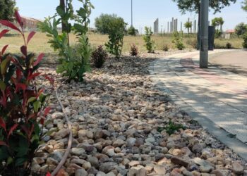 Nuevas plantas arbustivas para mejorar la imagen de la rotonda de Los Olivos