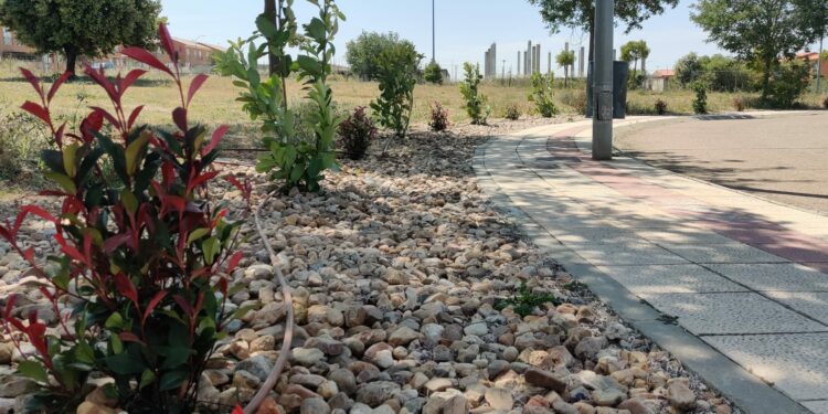 Nuevas plantas arbustivas para mejorar la imagen de la rotonda de Los Olivos