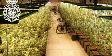 Detenidas tres personas como responsables de una plantación de marihuana en la urbanización ‘La Rad’