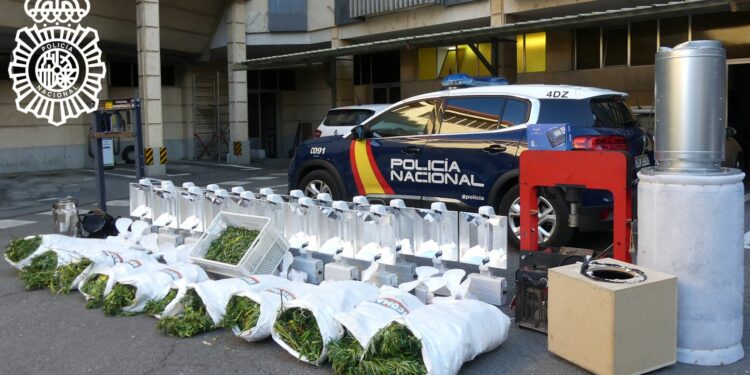Detenido un varón en la plantación de marihuana que tenía en una nave del polígono de Peñasolana