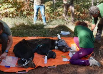 Un oso pardo salva la vida gracias al aviso de un vecino y a la intervención de los agentes ambientales de la Junta