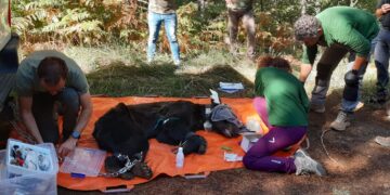 Un oso pardo salva la vida gracias al aviso de un vecino y a la intervención de los agentes ambientales de la Junta