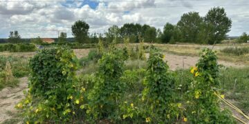 Villamayor aumenta la oferta de huertos familiares ecológicos y ya son 89 parcelas que los vecinos pueden solicitar hasta el día 22