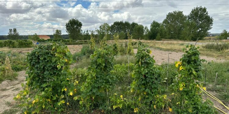Villamayor aumenta la oferta de huertos familiares ecológicos y ya son 89 parcelas que los vecinos pueden solicitar hasta el día 22