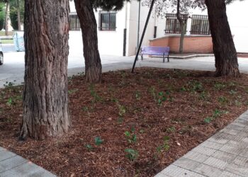 Renovación de la zona ajardinada junto a la Casa de la Mujer ‘Clara Campoamor’