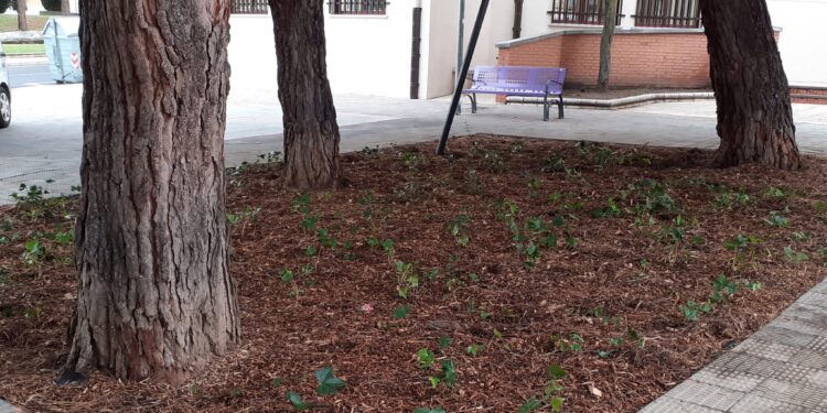 Renovación de la zona ajardinada junto a la Casa de la Mujer ‘Clara Campoamor’