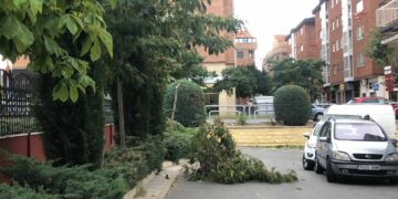 El Ayuntamiento cierra la Isla del Soto por las fuertes rachas de viento y para evitar el peligro por la caída de ramas