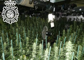 Detenido en Santa Marta tras intervenir 500 plantas de marihuana en una nave