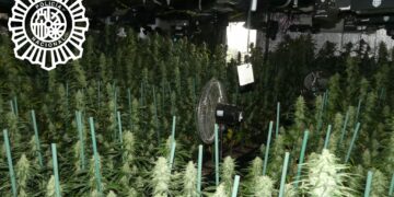 Detenido en Santa Marta tras intervenir 500 plantas de marihuana en una nave