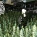 Detenido en Santa Marta tras intervenir 500 plantas de marihuana en una nave