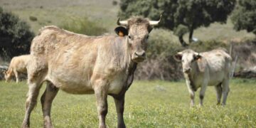 La Junta aportará a los ganaderos 5,7 millones para palir los efectos de la Enfermedad Hemorrágica Epizoótica