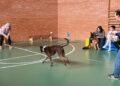 Nuevo taller de adiestramiento canino en Carbajosa para aprender a llamar a los perros