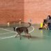 Nuevo taller de adiestramiento canino en Carbajosa para aprender a llamar a los perros