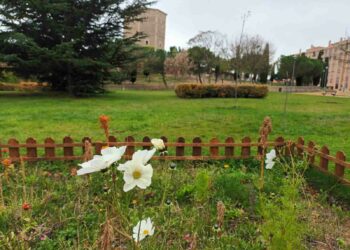 Novedoso proyecto para la cría en libertad de mariposas en ocho espacios de la ciudad