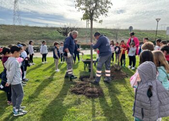 Un aligustre y un arce rojo, primeras plantaciones de los escolares del colegio Piedra de Arte por el Día del Árbol