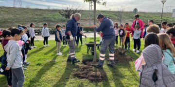 Un aligustre y un arce rojo, primeras plantaciones de los escolares del colegio Piedra de Arte por el Día del Árbol