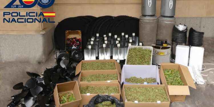 Detenidos tres hombres por el cultivo de marihuana en dos viviendas de la Avenida Saavedra y Fajardo