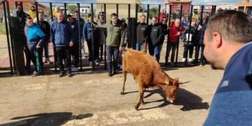 Comida de peñas, vaquillas y juegos tradicionales en la jornada festiva de Doñinos