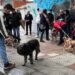 Actividades variadas en la I Feria de Adopción de Carbajosa para concienciar sobre la responsabilidad de tener mascota