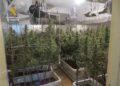 La Guardia Civil detiene a cuatro personas y desmantela en Ciudad Rodrigo una plantación ‘indoor’ de marihuana