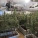 La Guardia Civil detiene a cuatro personas y desmantela en Ciudad Rodrigo una plantación ‘indoor’ de marihuana