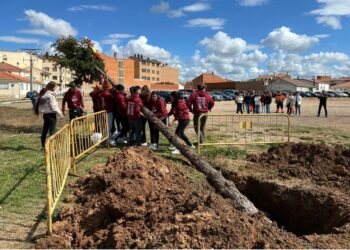 Los Quintos de Villares plantan su ‘mayo’, un gran abeto de 14 metros de altura