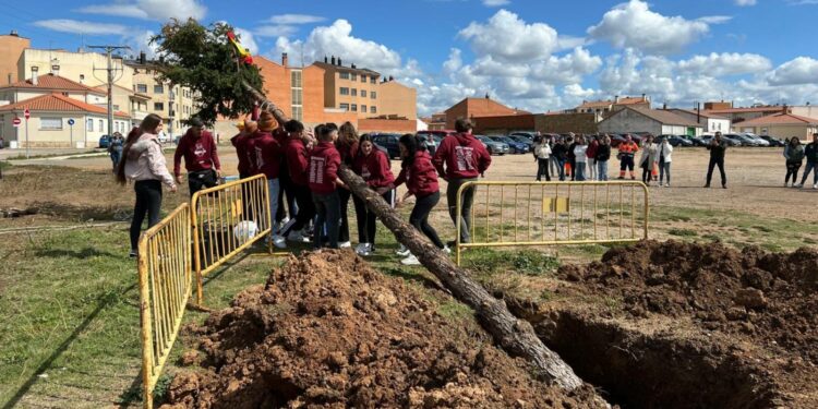 Los Quintos de Villares plantan su ‘mayo’, un gran abeto de 14 metros de altura
