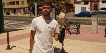 Búhos, lechuzas, águilas y halcones despiertan el interés de los más pequeños por las grandes rapaces y la cetrería
