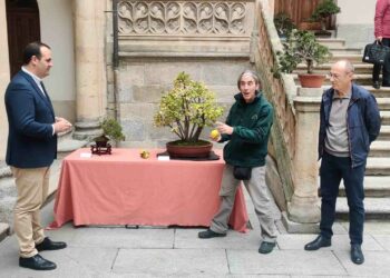 La exposición Bonsáis muestra 42 ejemplares de 22 especies en el Patio de La Salina