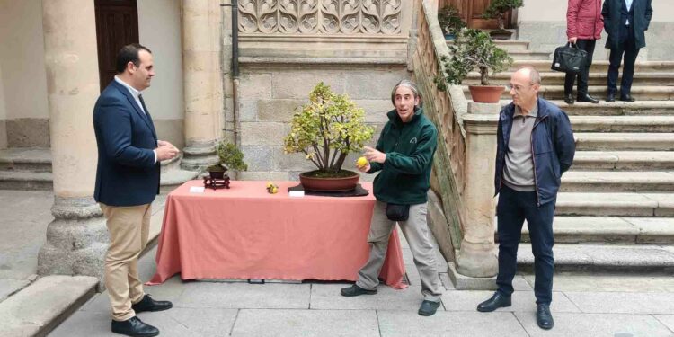 La exposición Bonsáis muestra 42 ejemplares de 22 especies en el Patio de La Salina